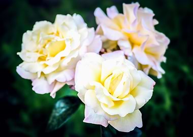 Three Yellow Rose Flowers