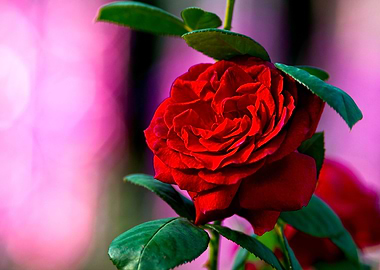 Stunning Chic Red Rose