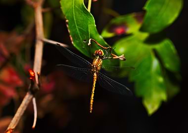 A Dragonfly In The Garden