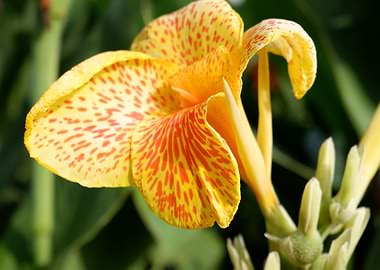 Beautiful Yellow Flower