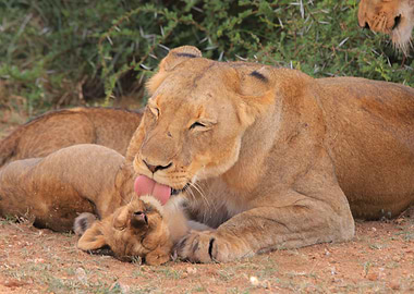 Lion mother and cub