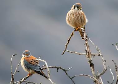 two bird brown cloud
