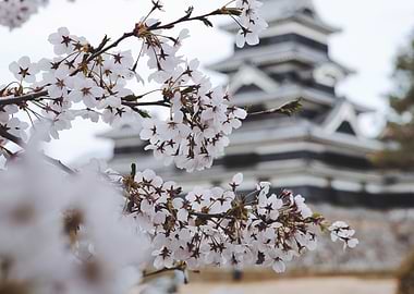 Sakura tree and temple