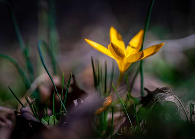 Spring flowers blossom