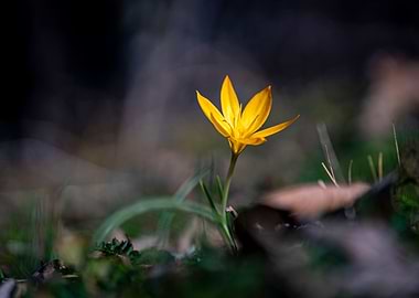 Beautiful Spring Flowers