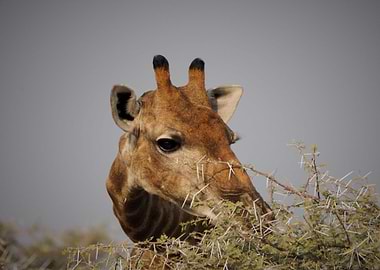 Picture of a giraffe