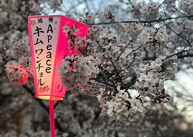 Sakura Lanterns