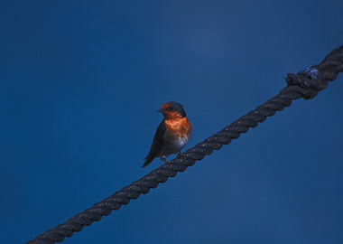 A Swallow On A Rope