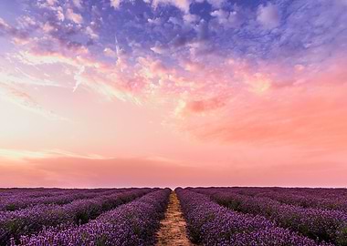 Lavanda sky