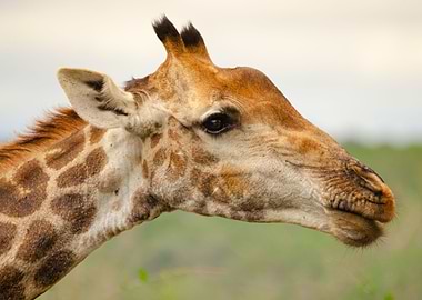 Giraffe portrait