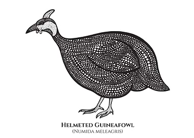 Guineafowl with Latin Name