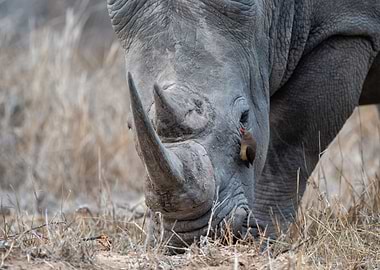 White Rhino Grazing