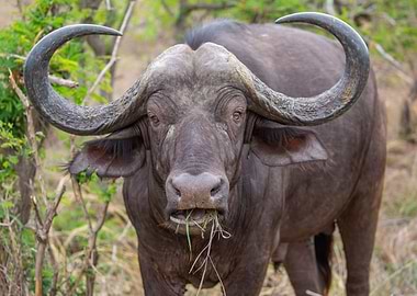 Cape Buffalo