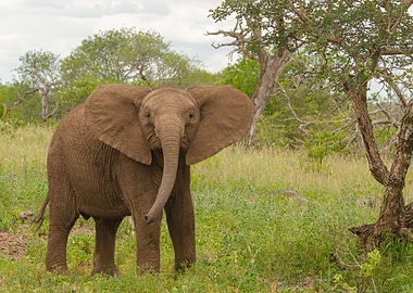 Juvenile Elephant