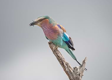 Lilac Breasted Roller