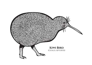 Kiwi Bird with Latin Name