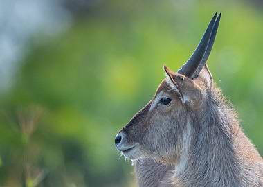 Waterbuck