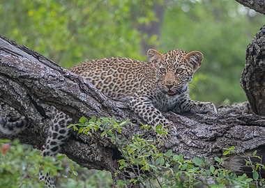 Large Elephant in Kruger