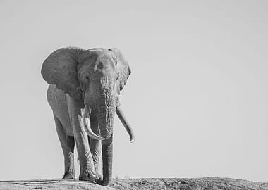 Large Nsemani Tusker Eleph