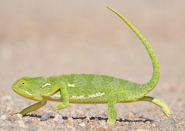 Flap Necked Chameleon