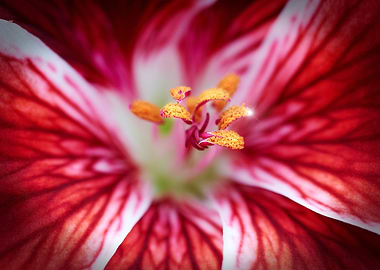 Macro Floral Bloom