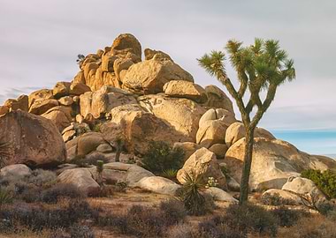 Joshua Tree and Rocks