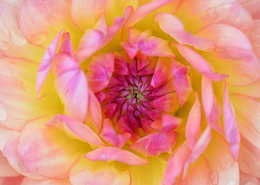 Pink Dahlia Close Up