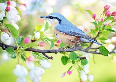 Spring Bluebird