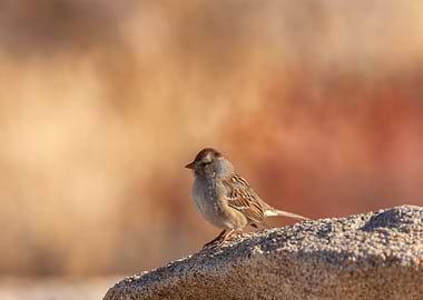 Little Sparrow