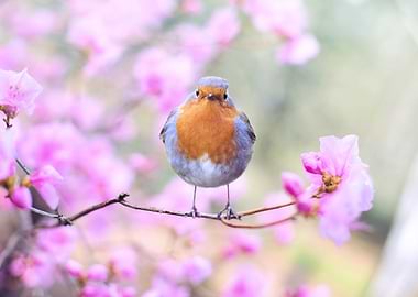 Little Robin Redbreast
