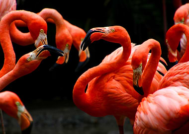 Flamingoes