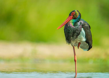 Black Stork in Kruger