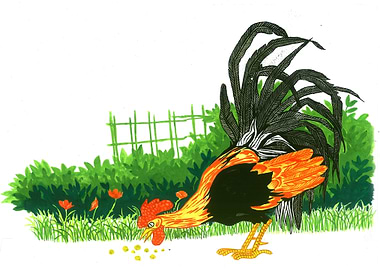 Rooster on the field