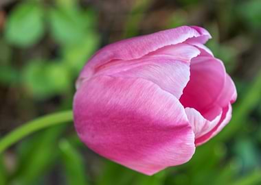Pink Tulip