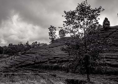 tea garden black and white