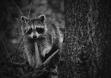 Watching You Watching Me