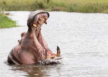 Hippo yawning