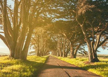 Cypress Tunnel