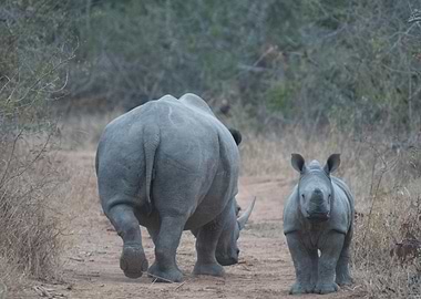 Rhino and baby
