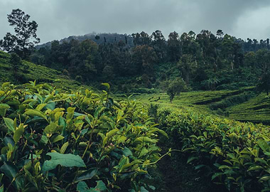 tea garden