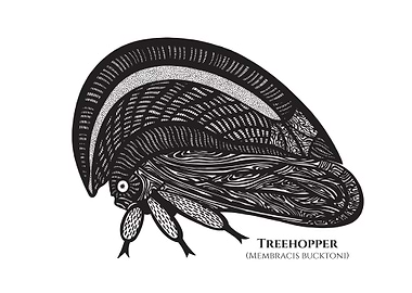 Treehopper M Bucktoni