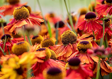 Colorful Echinacea purpure