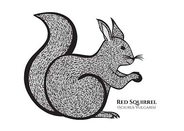 Red Squirrel with names