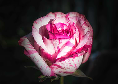 Pink and White Rose