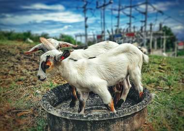 two white goat