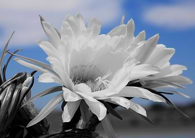 Cactus Flowers ck 1395