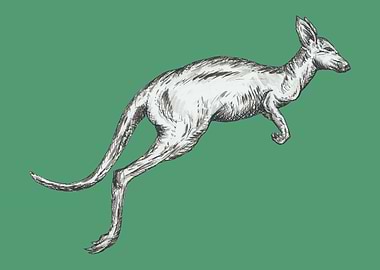 Kangaroo