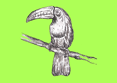Toucan