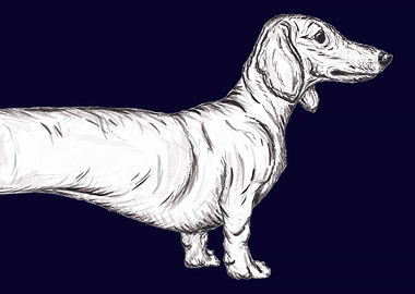 Dachshund dog