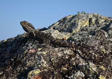 Eastern Water Dragon